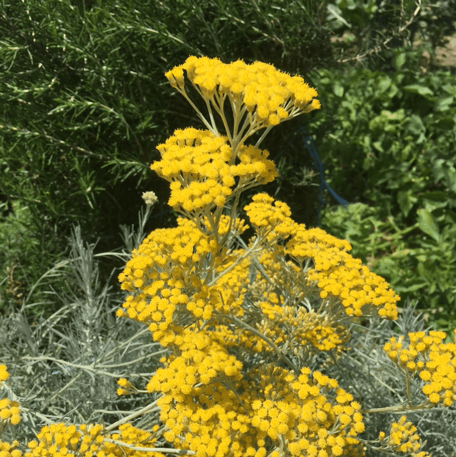 Baume et huile d'Immortelle (Hélichryse) 