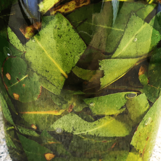 Huile d'Eucalyptus
