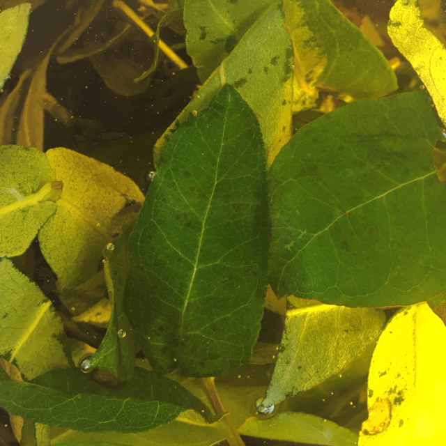 Huile d'Eucalyptus