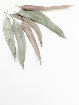 Senteurs, parfums, arômes de plantes. Créations végétales et conseils individuels.